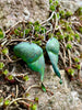 Green Copper Luna Moth Earrings