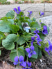Violet Flower Sterling Silver Pendant