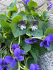 Violet Dangle Earrings