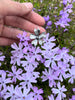 Phlox Flower Sterling Silver Pendant